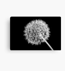 dandelion Canvas Print