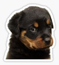 Rotweiler Sticker