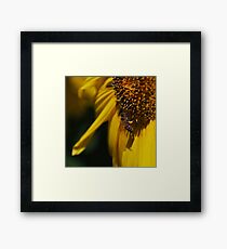The Bees Knee Framed Print
