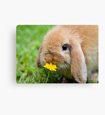 Curious Bunny Canvas Print