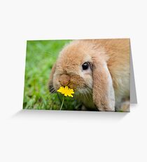 Curious Bunny Greeting Card