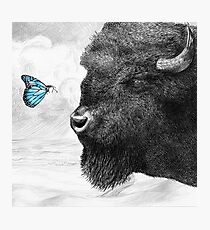 Bison and Butterfly Photographic Print