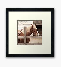 Braunes Pferd Fotografie Gerahmtes Wandbild