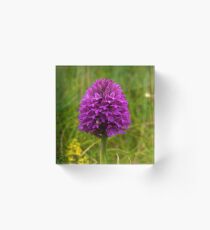 Pyramidal Orchid, Inishmore Acrylic Block