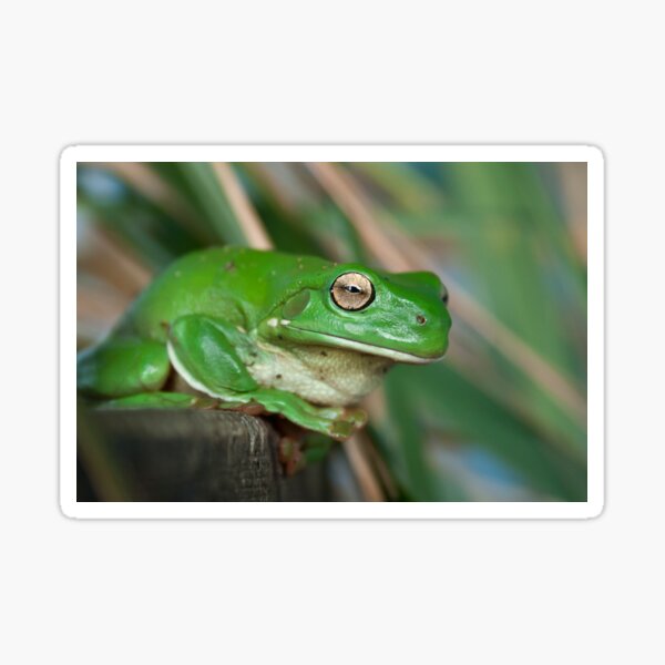 Green Tree Frog Sticker