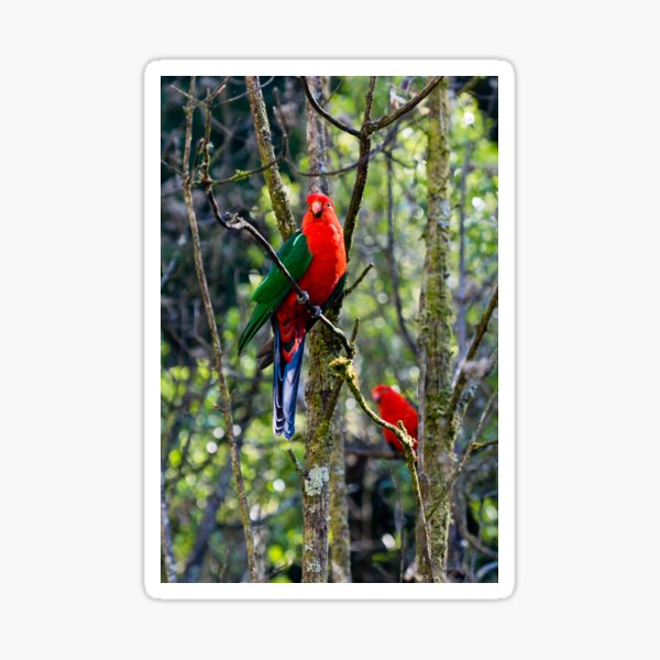 Australian King Parrots in the Aussie bush Sticker