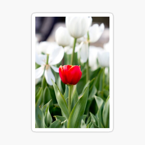 Single red tulip in a sea of white Sticker