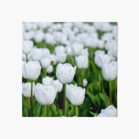 White tulips in a field Art Board Print