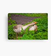 Under protection Canvas Print
