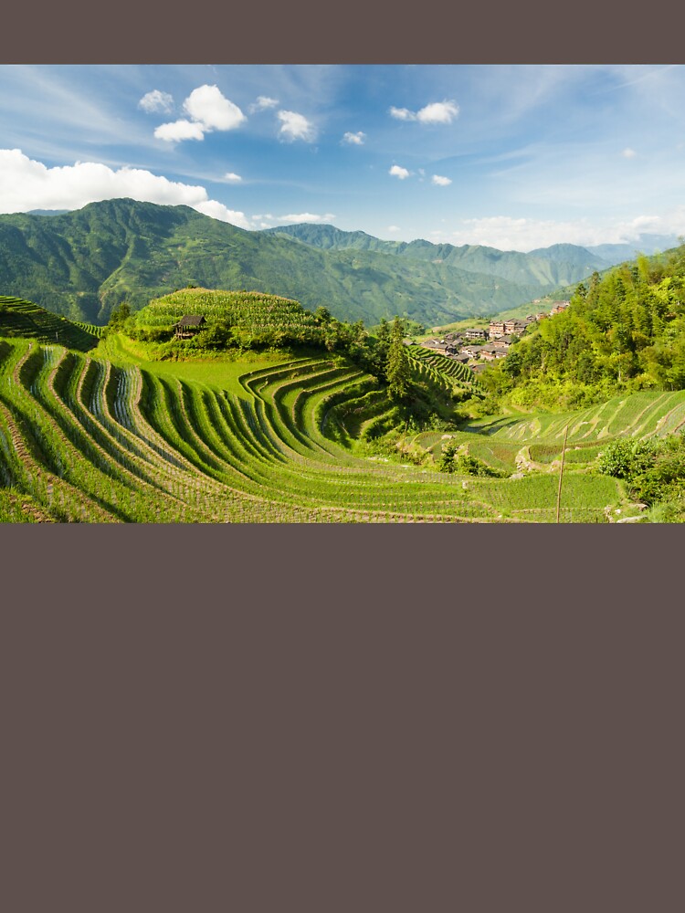 Rice fields in china by Juhku