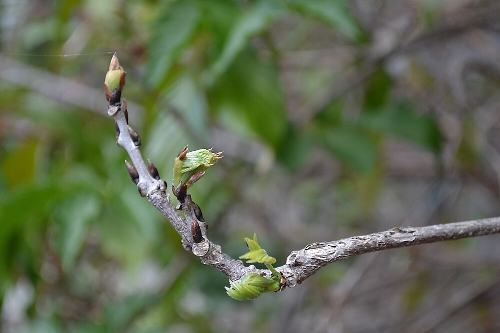 "Wisteria Buds" by Gary Kelly Redbubble