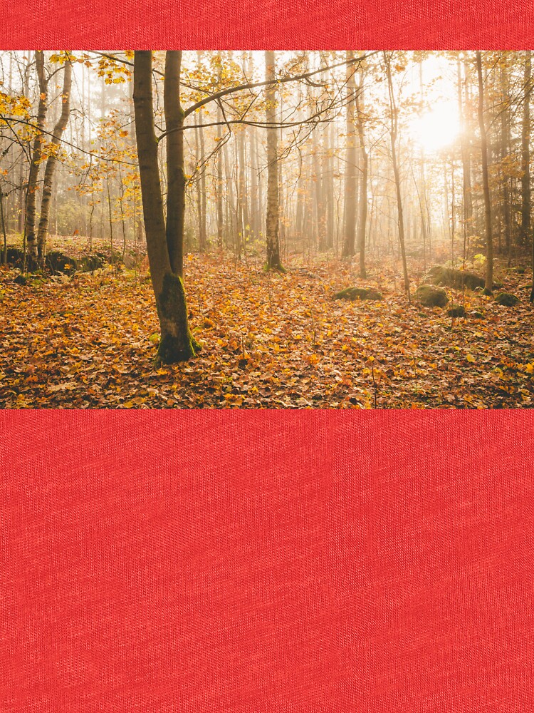 Foggy morning autumn forest by Juhku