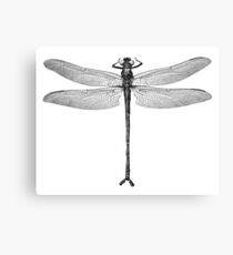 Dragonfly Canvas Print