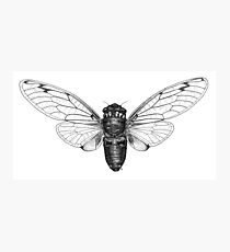 Cicada Photographic Print