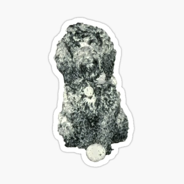 Cockapoo with a ball (white) Sticker