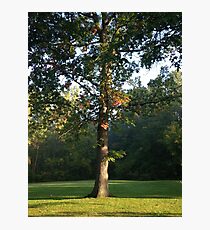 Fall Photographic Print