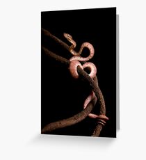 Brown Amazon Tree Boa Greeting Card