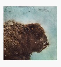 Wood Buffalo Photographic Print