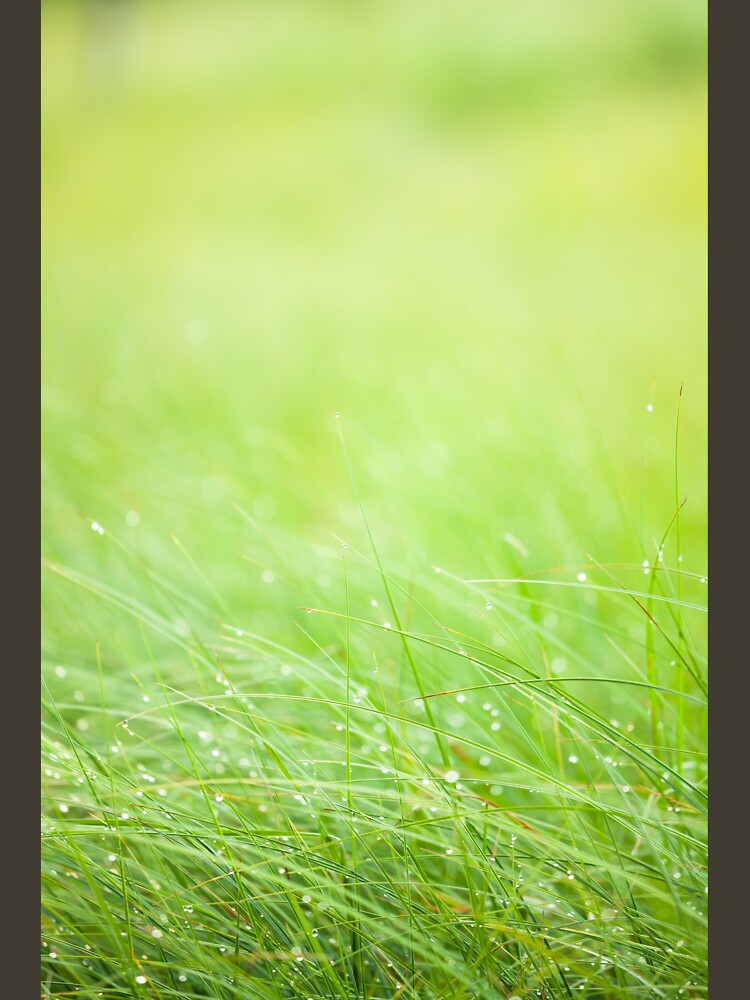 Wet grass by Juhku