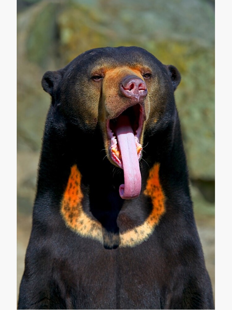 Sun Bear by Sparky2000