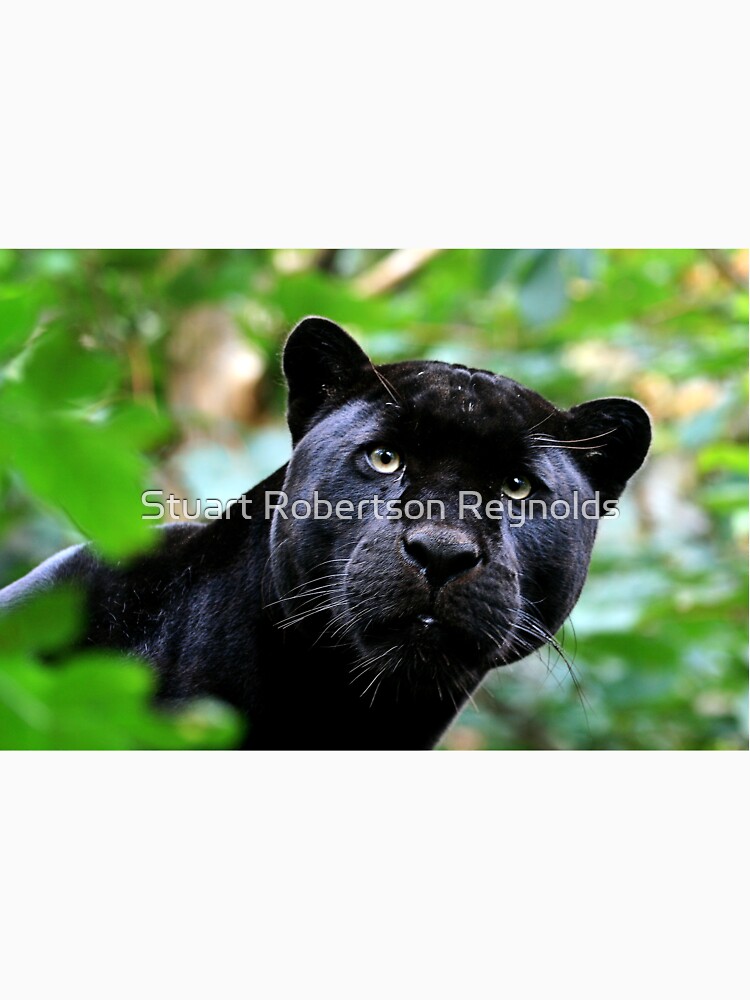 Black Jag by Sparky2000