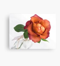 Full Bloom Canvas Print