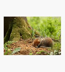 Sweet dreams Photographic Print