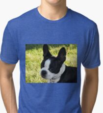 boston terrier puppy Tri-blend T-Shirt