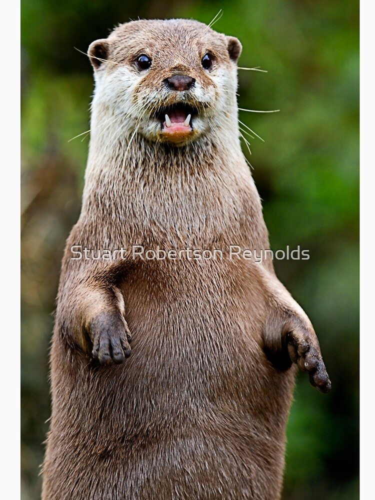 Otter by Sparky2000