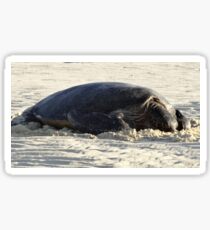 Turtle Resting - Heron Island, Australia Sticker