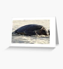 Turtle Resting - Heron Island, Australia Greeting Card