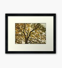 Acacia Framed Print