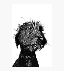 Dog Photographic Print
