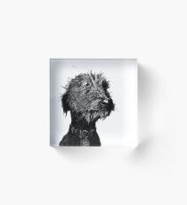 Dog Acrylic Block