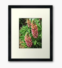 Lupin Framed Print