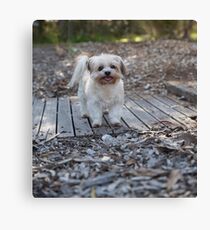 Sandy.. Such A Sweetie. Canvas Print