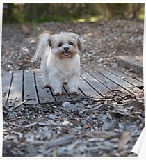 Sandy.. Such A Sweetie. Poster