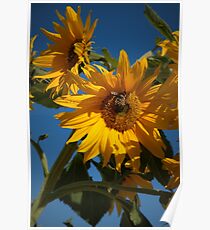 Fall Sunflower Poster