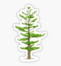 Weißkiefer (Pinus strobus) Sticker