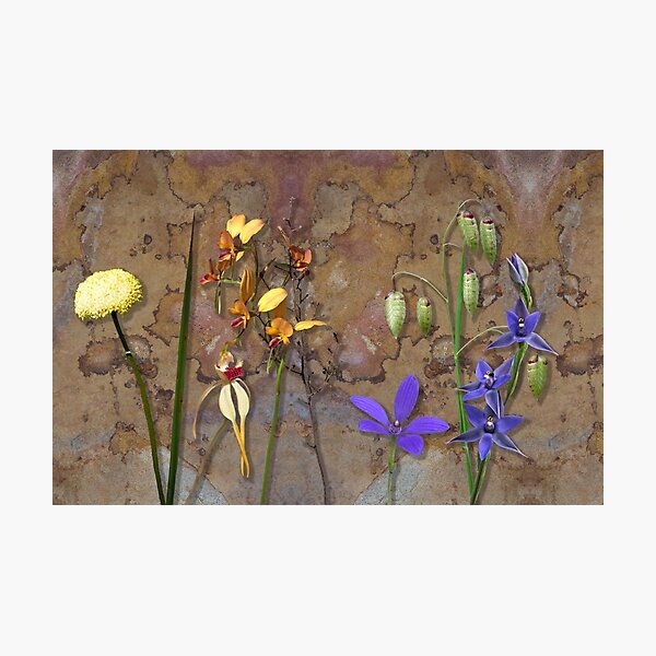 Orchids and Wildflowers on old rusty Pink n Caramel Metal Photographic Print
