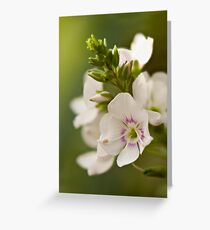 White Alpine Flower Greeting Card