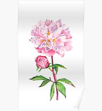 Peony Poster
