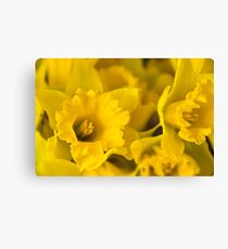 Yellow Daffodils Canvas Print