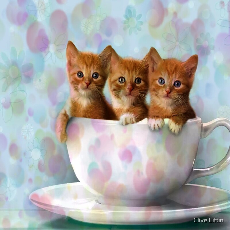 "Three Cute Ginger Kittens in a Cup" Canvas Prints by ...