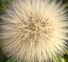 Flying ball, Common Dandelion, Plant by znamenski