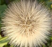 Flying ball, Common Dandelion, Plant by znamenski