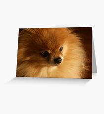 Pomeranian Dog Greeting Card