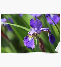 Purple Iris Poster