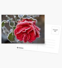 Frosted Red Rose Postcards