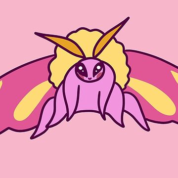 Rosy Maple Moth Art Board Print for Sale by ensdraws